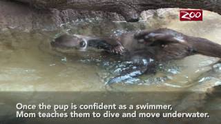 Otter Pups Swim Lesson [upl. by Lyrradal]