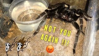 WATERING my TARANTULAS quotPart 2quot [upl. by Caras653]