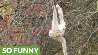 Gibbon shows off crazy tree acrobatics [upl. by Tiphane]