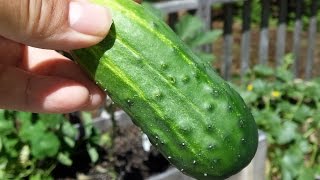 How to grow and Harvest Pickling Cucumbers [upl. by Oswell220]