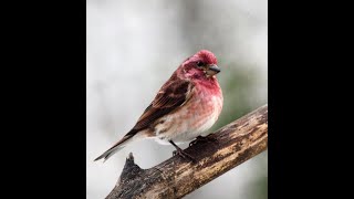 Purple Finch October quotBird of the Monthquot [upl. by Jessalyn]