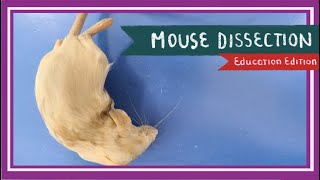 Mouse Dissection  Of Mice and Men EDU [upl. by Lonna5]