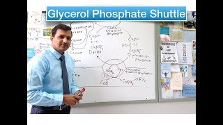 Glycerol Phosphate Shuttle [upl. by Sosthina602]