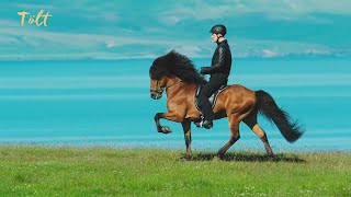 5 gaits of the Icelandic horse [upl. by Auston253]