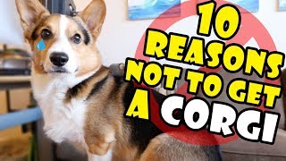 10 Reasons Why You Should NOT Get a CORGI Puppy  Extra After College [upl. by Kay]