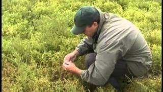 When to Harvest Pulse Crops  Lentils [upl. by Inneg]