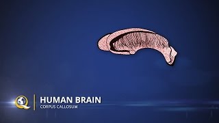 Corpus Callosum  The Human Brain Series  Part 19 [upl. by Keener]