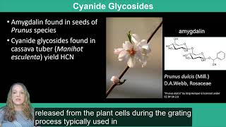 Plant Secondary Metabolism Terpenoids Lectins and Glycosides [upl. by Dreher]