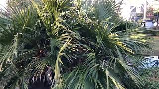 How NOT to prune a Mediterranean Fan Palm [upl. by Llig48]