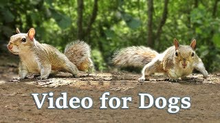 TV for Dogs  Videos for Dogs to Watch  Squirrels [upl. by Heim]