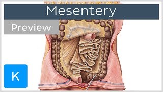 Mesentery organ and functions preview  Human Anatomy  Kenhub [upl. by Ailices]