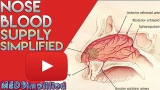 Nose Anatomy Nasal Blood Supply [upl. by Orabel738]