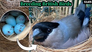 Weaned Chicks amp BULLFINCH EGGS  Breeding British Birds S1E5 [upl. by Twila]