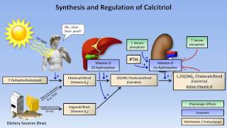 Calcium and Phosphate Metabolism [upl. by Talbott]