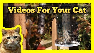 Videos for your Cat  Birds amp Squirrels [upl. by Paris]