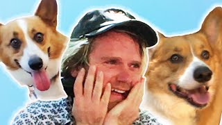 Dog Lovers Get Surprised By 70 Corgis [upl. by Kreitman]