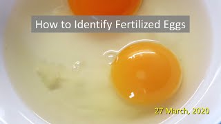 How to Identify Fertilized Eggs [upl. by Meggs428]