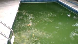 How to clean a GREEN POOL quotTHE SWAMPquot in 3 days [upl. by Barboza]