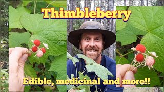 Thimbleberry  Identification and Description [upl. by Karlis]