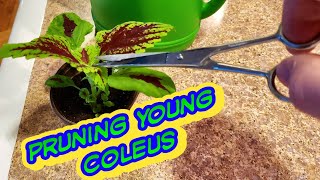 Coleus Growing tipsWhen amp How to start Pruning [upl. by Haisa]