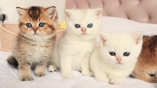 British shorthair kittens of a rare color [upl. by Adnala]