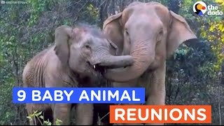 9 Animals Reunited With Their Babies Animal Reunion Compilation  The Dodo Best Of [upl. by Gaelan]