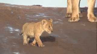 Lion Cubs Growling in the Serengeti [upl. by Anitselec438]