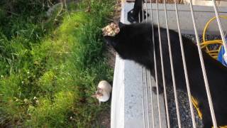 Schipperke dog meets a cat [upl. by Annaul]