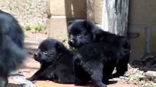 Schipperke Puppies San Diego CA [upl. by Aranahs]