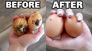 WASH FARM FRESH EGGS Cleaning and Storage  How To [upl. by Ayokahs]