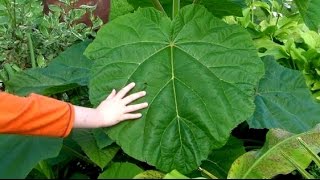 Pruning The Paulownia For Monster Jungle Leaves [upl. by Roddie]