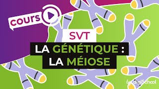 La génétique  La méiose  SVT  digiSchool [upl. by Oigaib628]