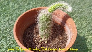 How To Propagate Monkey Tail Cactus From Cuttings [upl. by Nomrah]