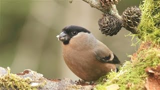 Female Bullfinch in garden [upl. by Olsen]