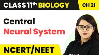 Central Neural System  Neural Control amp Coordination  Class 11 Biology NEETAIIMS [upl. by Yebba]