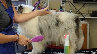 Line Brushing Tutorial Double Coated Breeds [upl. by Ellennad]