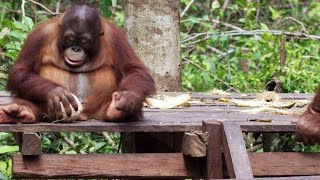 Baby Orangutans Learn How to Crack Coconuts [upl. by Nennerb]