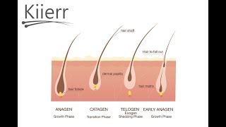 The Hair Growth Cycle Explained [upl. by Assiral]