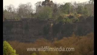 Ranthambore Fort Rajasthan [upl. by Rehprotsirhc]