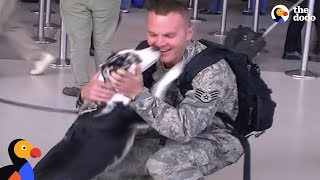 Soldiers Reunited with Dogs Veterans Day 2020  The Dodo [upl. by Accber]