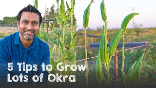 5 Tips to Grow Lots of OKRA  Ladyfinger Bhindi [upl. by Hermy]