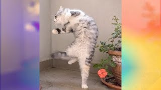 Funniest Cats Dancing to Music [upl. by Ilellan]