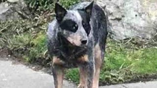 Lost dog reunited with owners after 8 years [upl. by Etireugram]