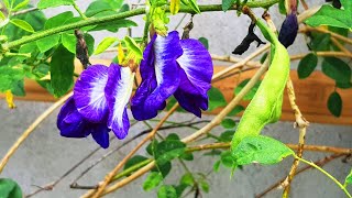 How to Grow Clitoria Ternatea Aparajita or Butterfly Pea  9 days [upl. by Laflam]