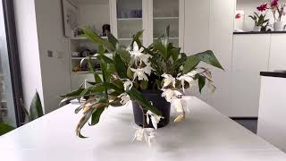 Coelogyne Intermedia [upl. by Slavin]