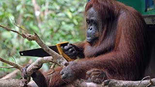 How Smart Are Orangutans [upl. by Mezoff]