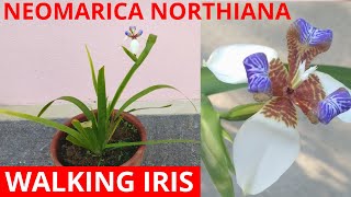 How to grow walking iris neomarica northiana Part 1 [upl. by Gnov]