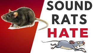 Sound Rats Hate  HQ [upl. by Conn]