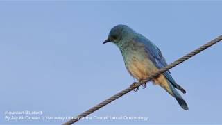 Mountain Bluebird [upl. by Riobard]