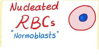 Nucleated RBCs Normoblasts [upl. by Asirrom689]